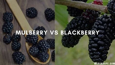 mulberry vs burberry fruits|blackberries vs red mulberry.